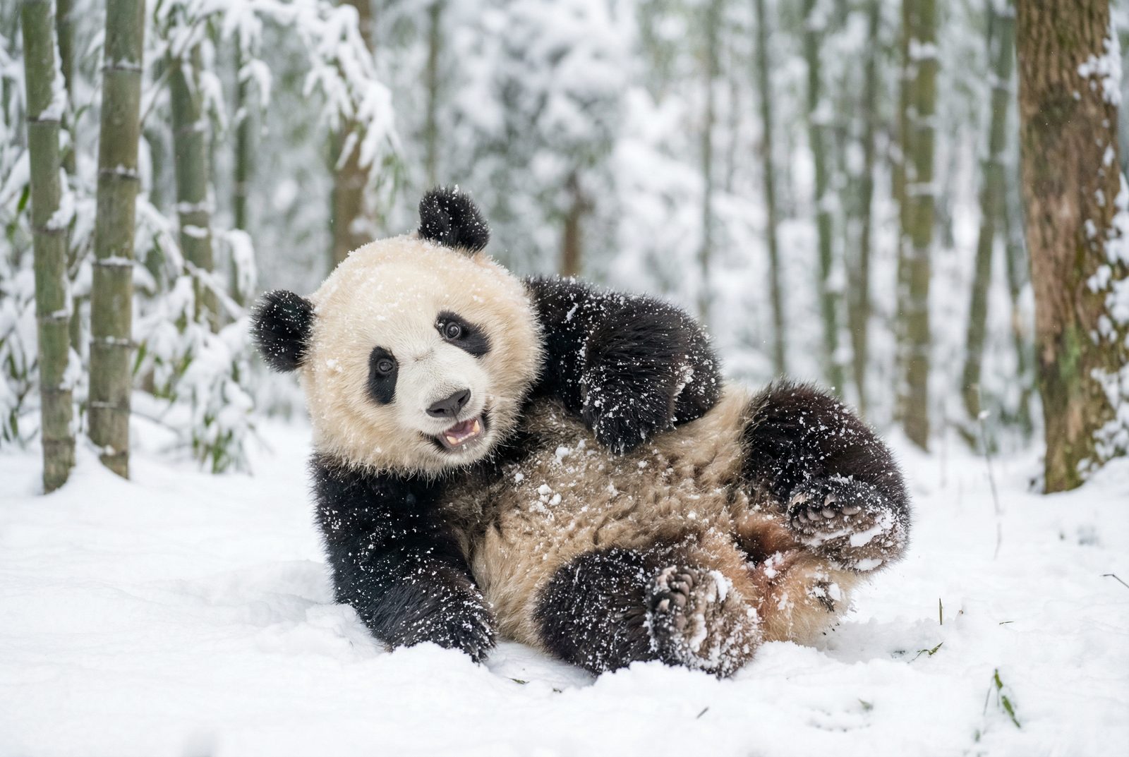 麻豆熊猫雪地嬉戏视频