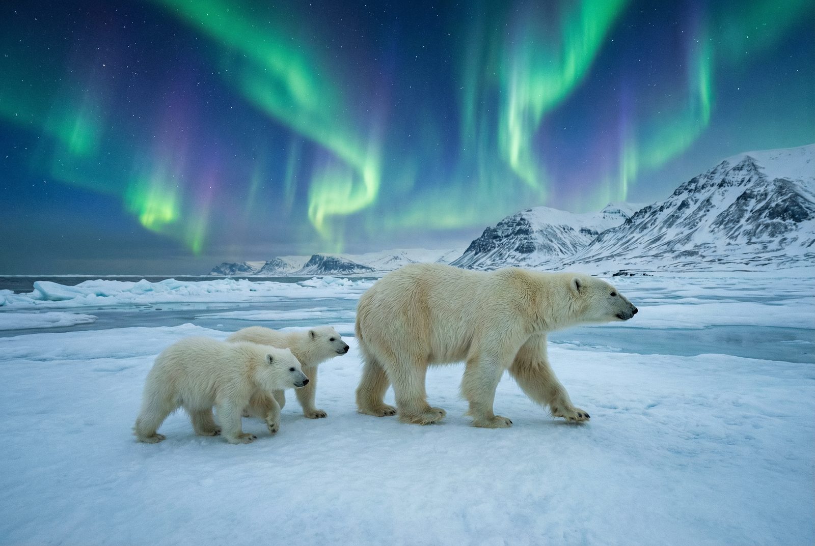麻豆北极熊极光视频